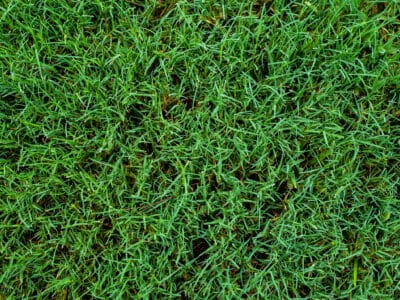 A Bahia Grass vs. Bermuda Grass: What Are Their Differences?