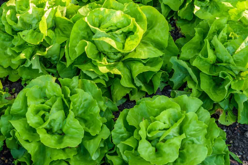 Butter lettuce