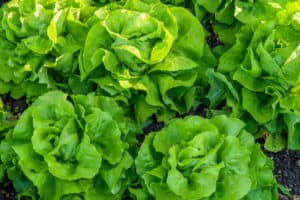Bibb Lettuce vs. Butter Lettuce: What Are the Differences? Picture