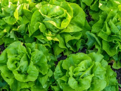 A Bibb Lettuce vs. Butter Lettuce: What Are the Differences?