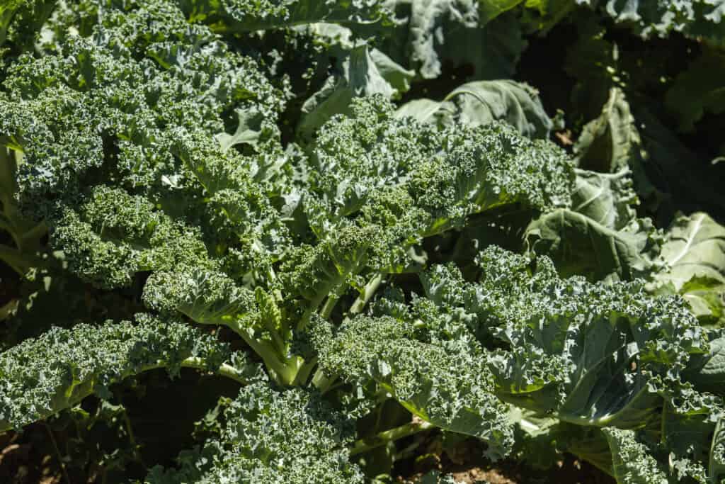 Kale plants often have leaves with rippled edges