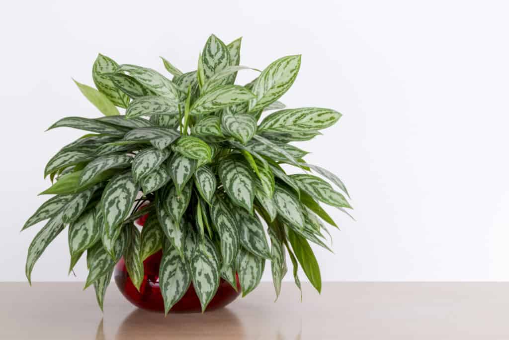 Aglaonema Maria is a very easy houseplant a propagate in water.