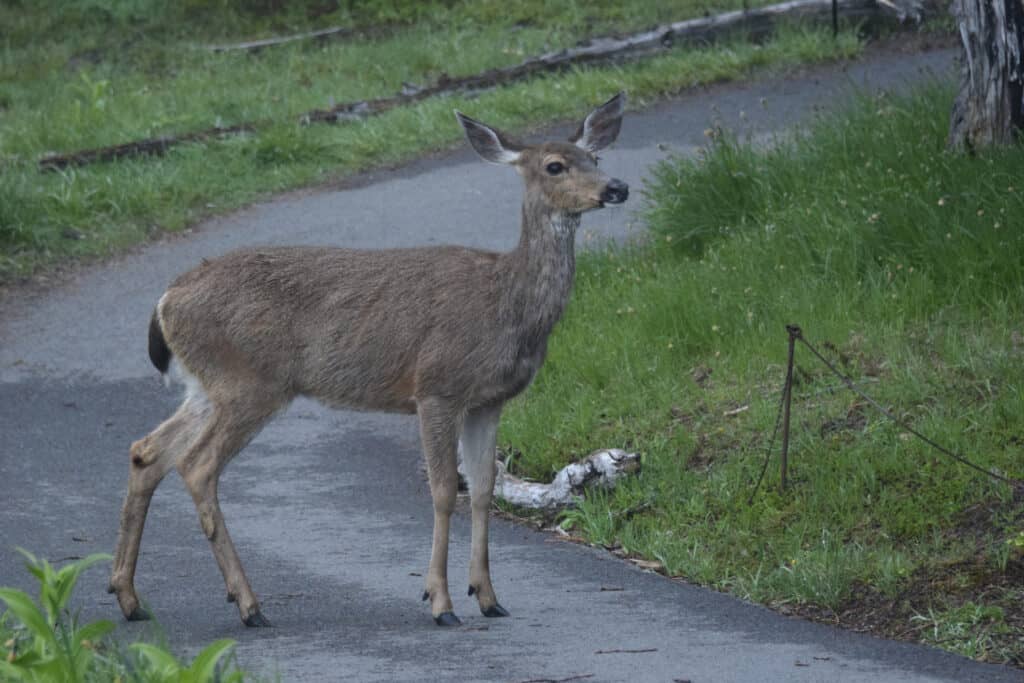 Graceful Black-Tailed Deer On The Trail