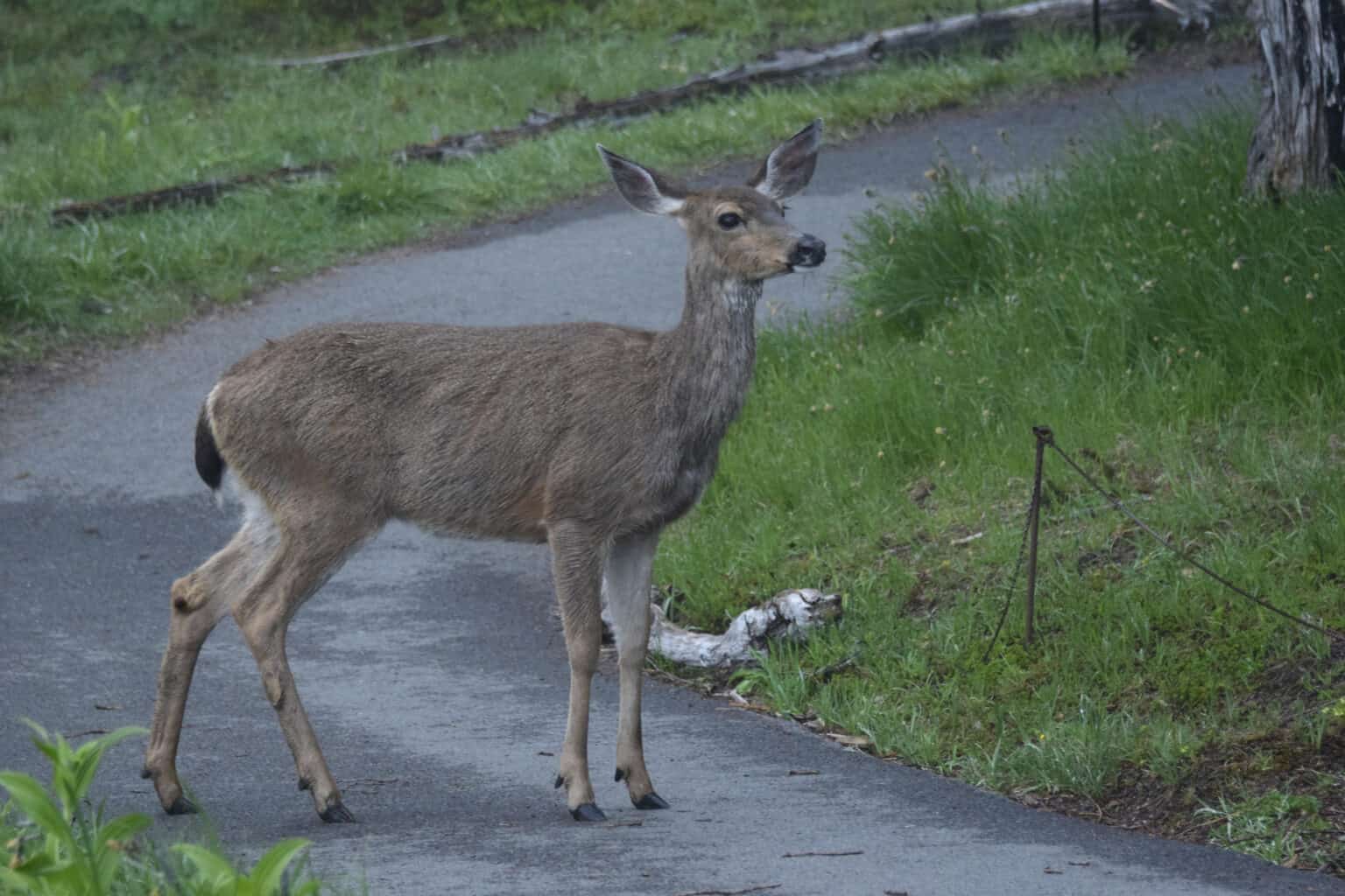 Everything You Want To Know About Muntjac Deer Face Scent Glands - A-Z