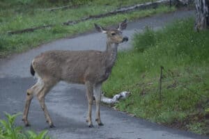 10 Common Animals That Look Like Deer Picture