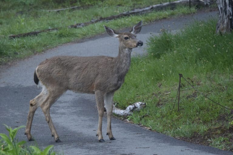 Graceful Black-Tailed Deer On The Trail