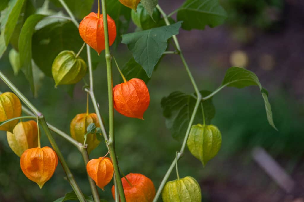 Ground Cherry