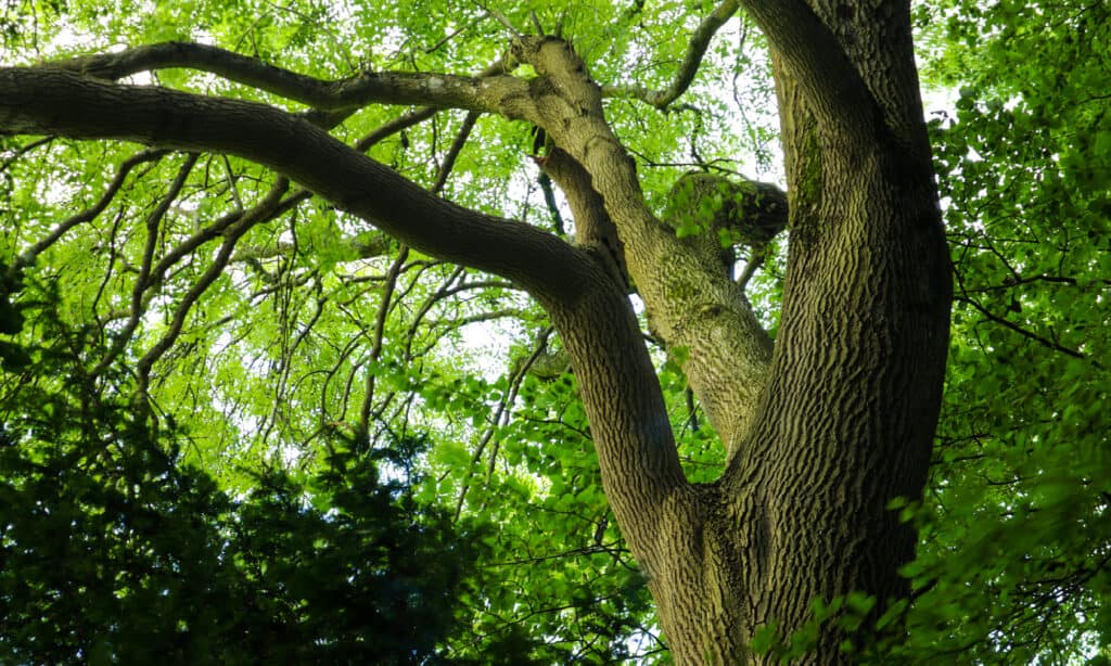 White Ash, Color Image, Environment, Environmental Conservation, Forest