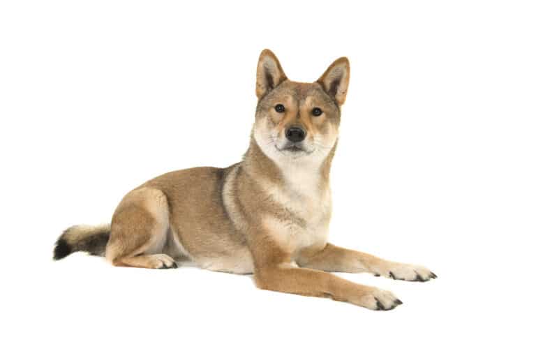 Skikoku dog lying down and looking at the camera isolated on a white background seen from the side