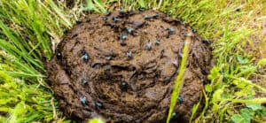 Do Flies Poop? - A-Z Animals