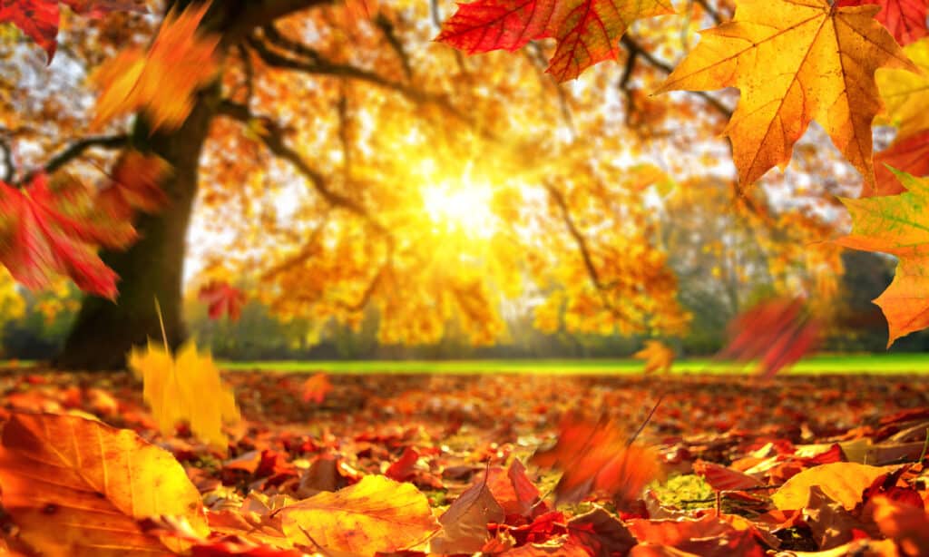 Autumn, Falling, Leaf, Backgrounds, Autumn Leaf Color