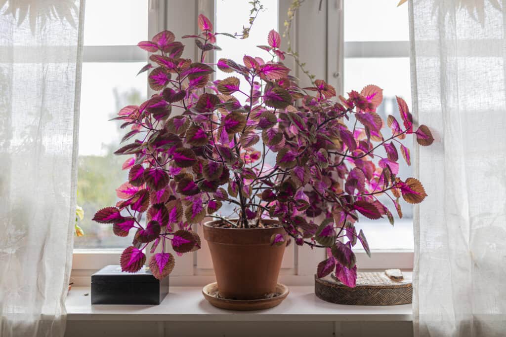 Coleus plant indoors in a windows, in purple and pink colours