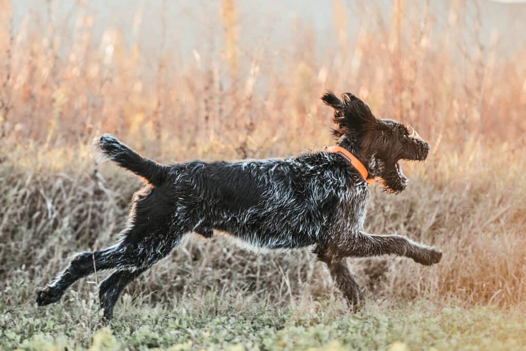 The German Wirehaired Pointer's sturdy coat repels water