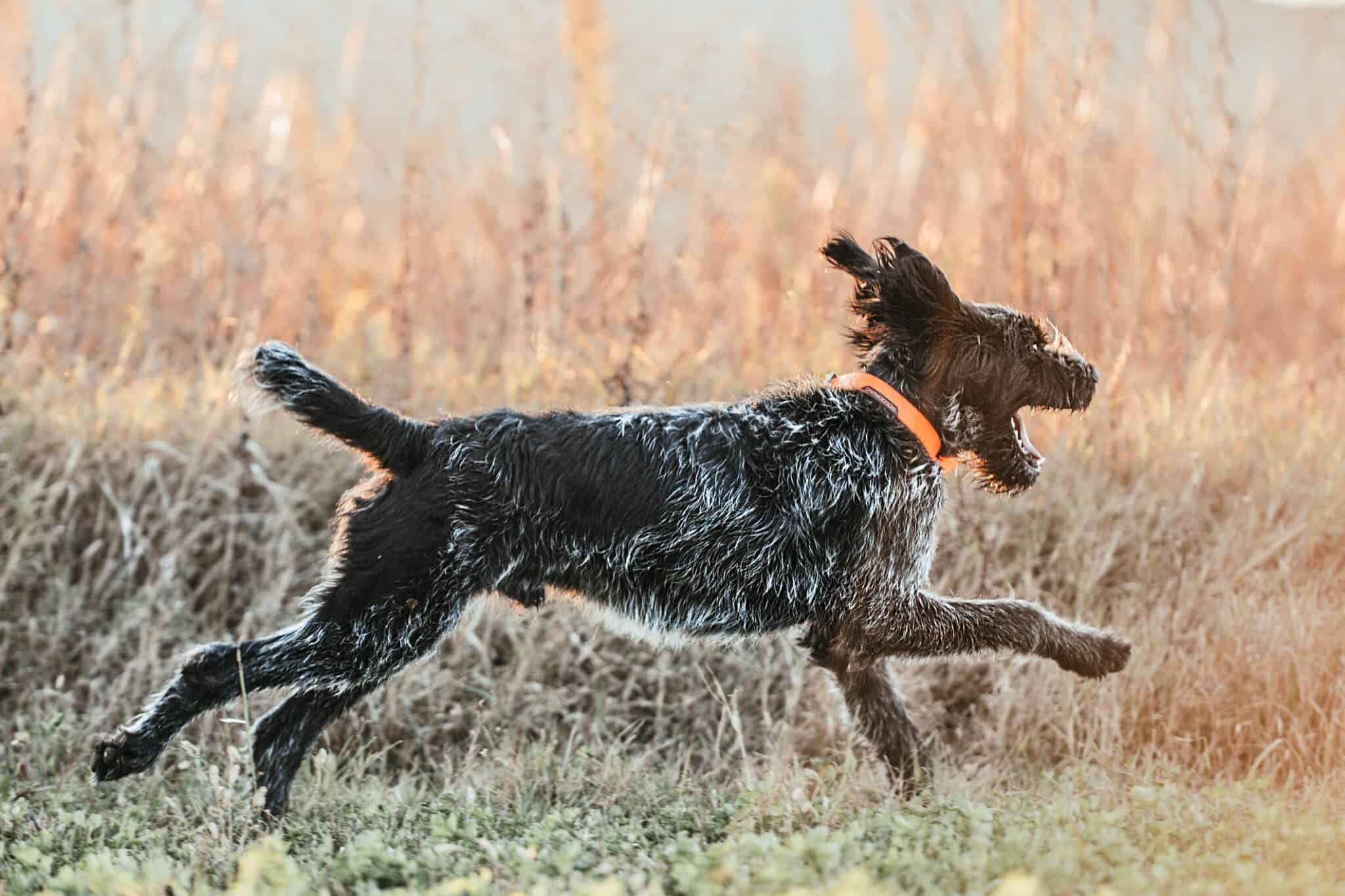 German Wirehaired Pointer AZ Animals