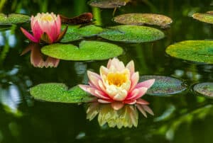 July Birth Flowers: Symbolism and Meaning of Larkspurs and Water Lilies Picture