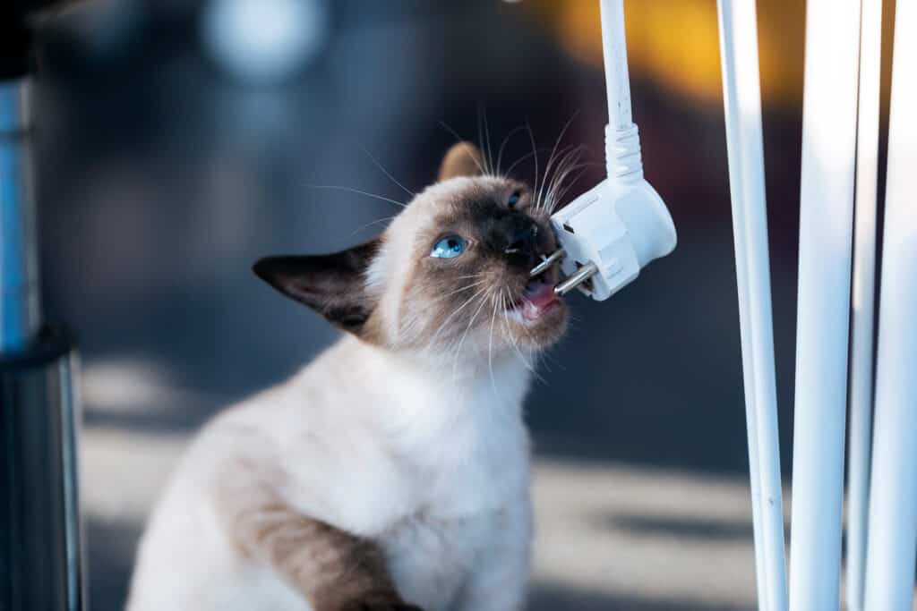 Little siamese kitten playing with the laptop cable in living room at house.