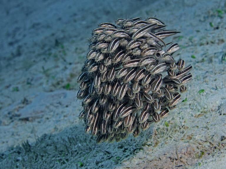 School of striped eel catfish, Gestreifte Korallenwelse (Plotosus lineatus)