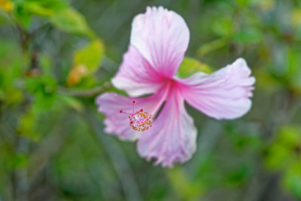 Flor De Maga S Flower