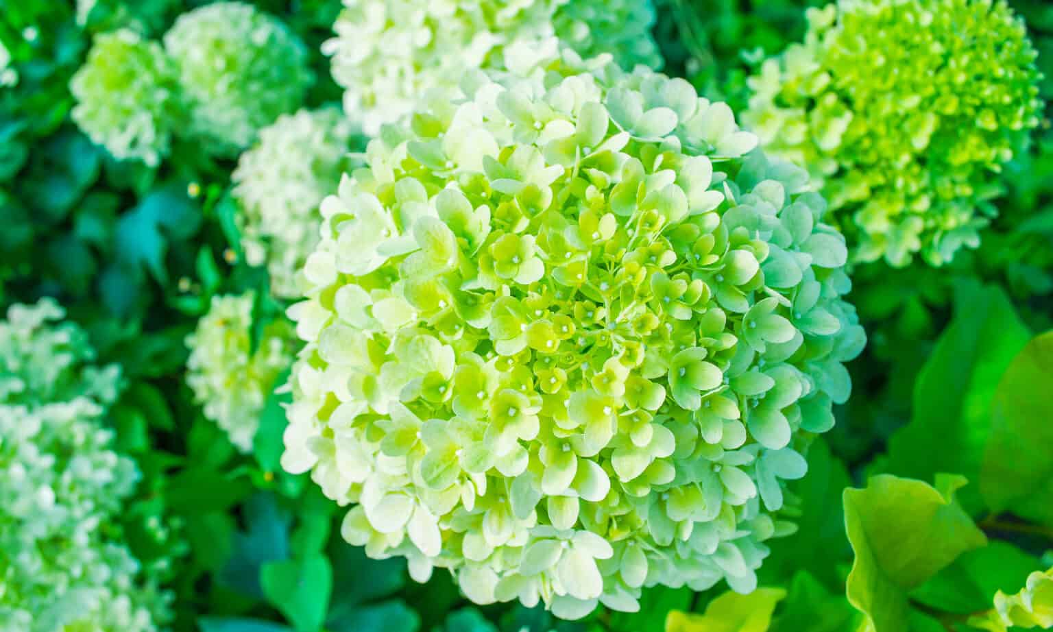 Pee Gee Hydrangea vs. Limelight Hydrangea: What Are The Differences ...