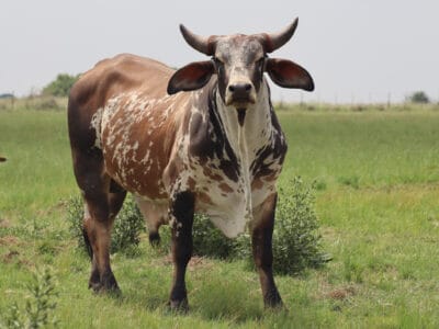 A Nguni Cattle