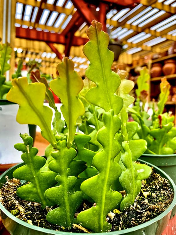 Orchid Cactus ‘Over the Top’ (Epiphyllum hybrid)