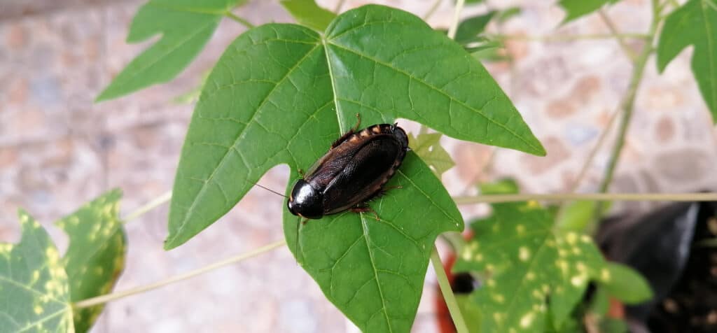 Greenhouse or Surinam cockroach (Pycnoscelus surinamensis)