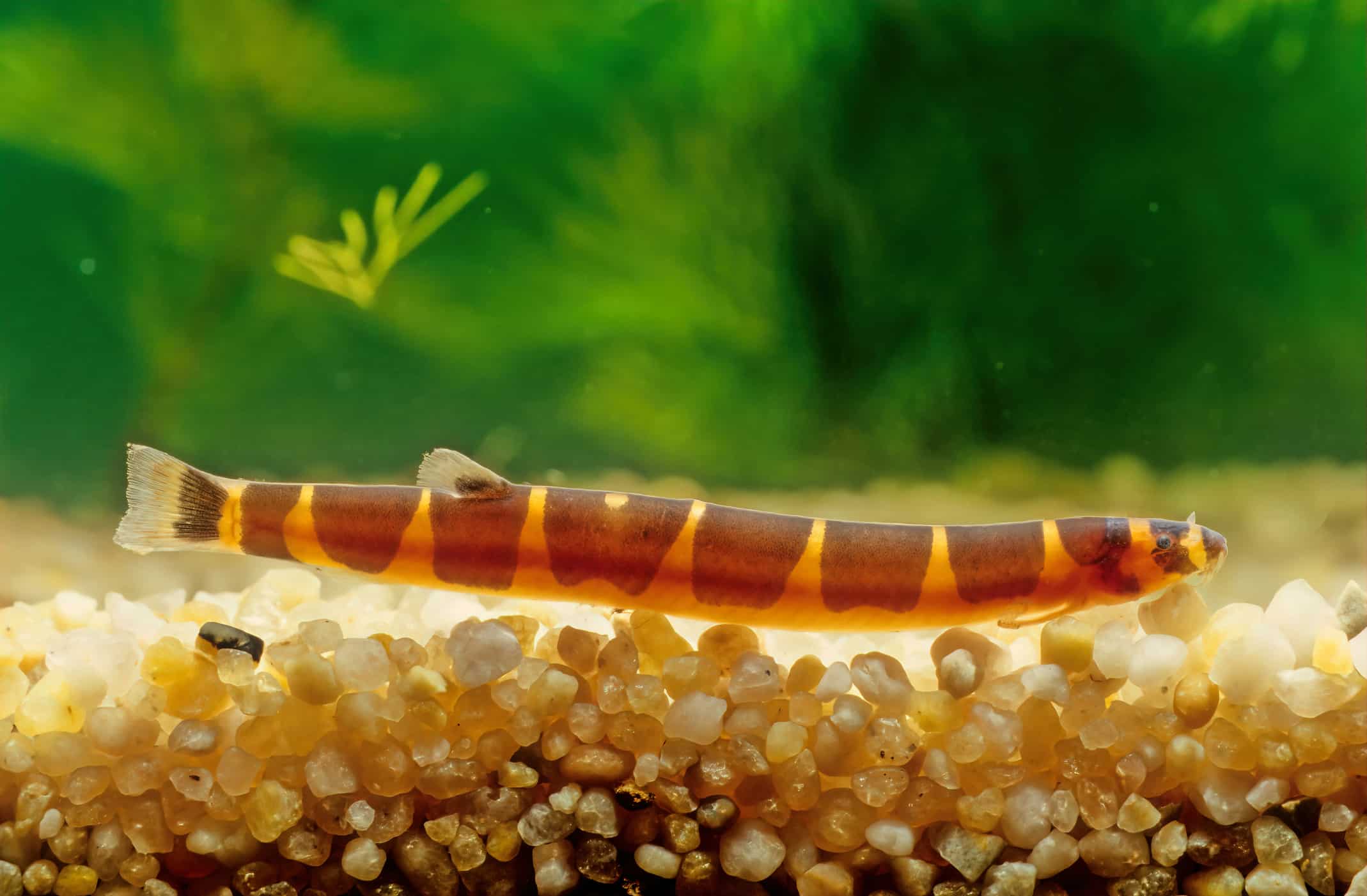 Kuhli Loaches