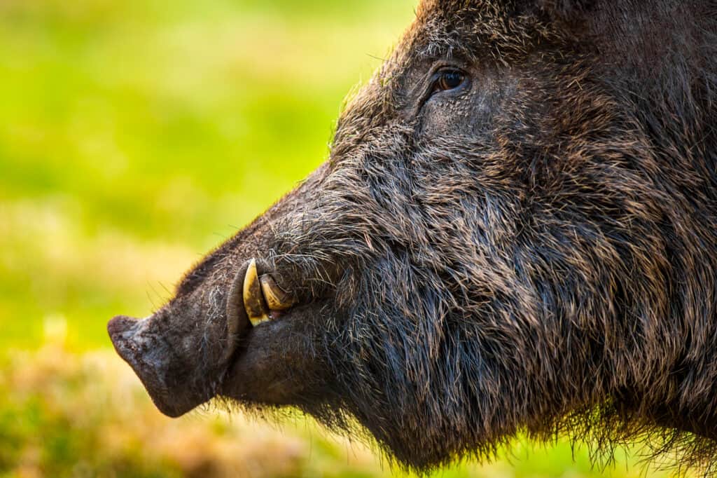 Wild boar with tusks