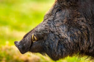 How to Get Rid of Feral Hogs for Good Picture