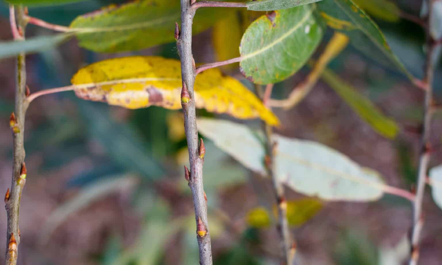 Discover 11 Different Types of Willow Trees AZ Animals