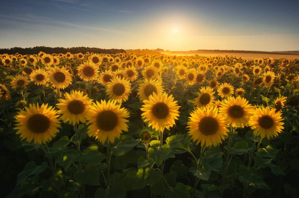 Sunflowers stretch toward sunlight