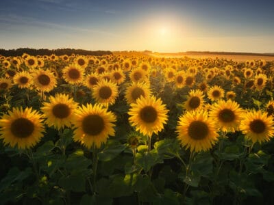 A Are Sunflowers Toxic to Cats? Easy Guide for Plant and Cat Owners