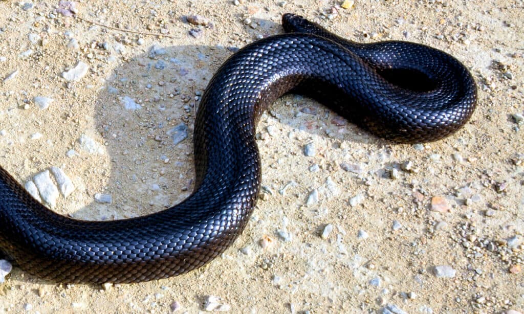 11 Incredible Purple Snakes You Never Knew Existed - A-Z Animals