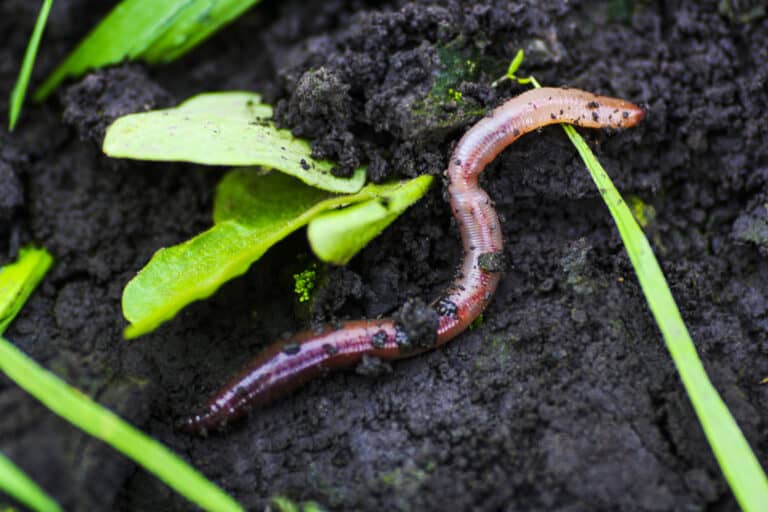 Worm