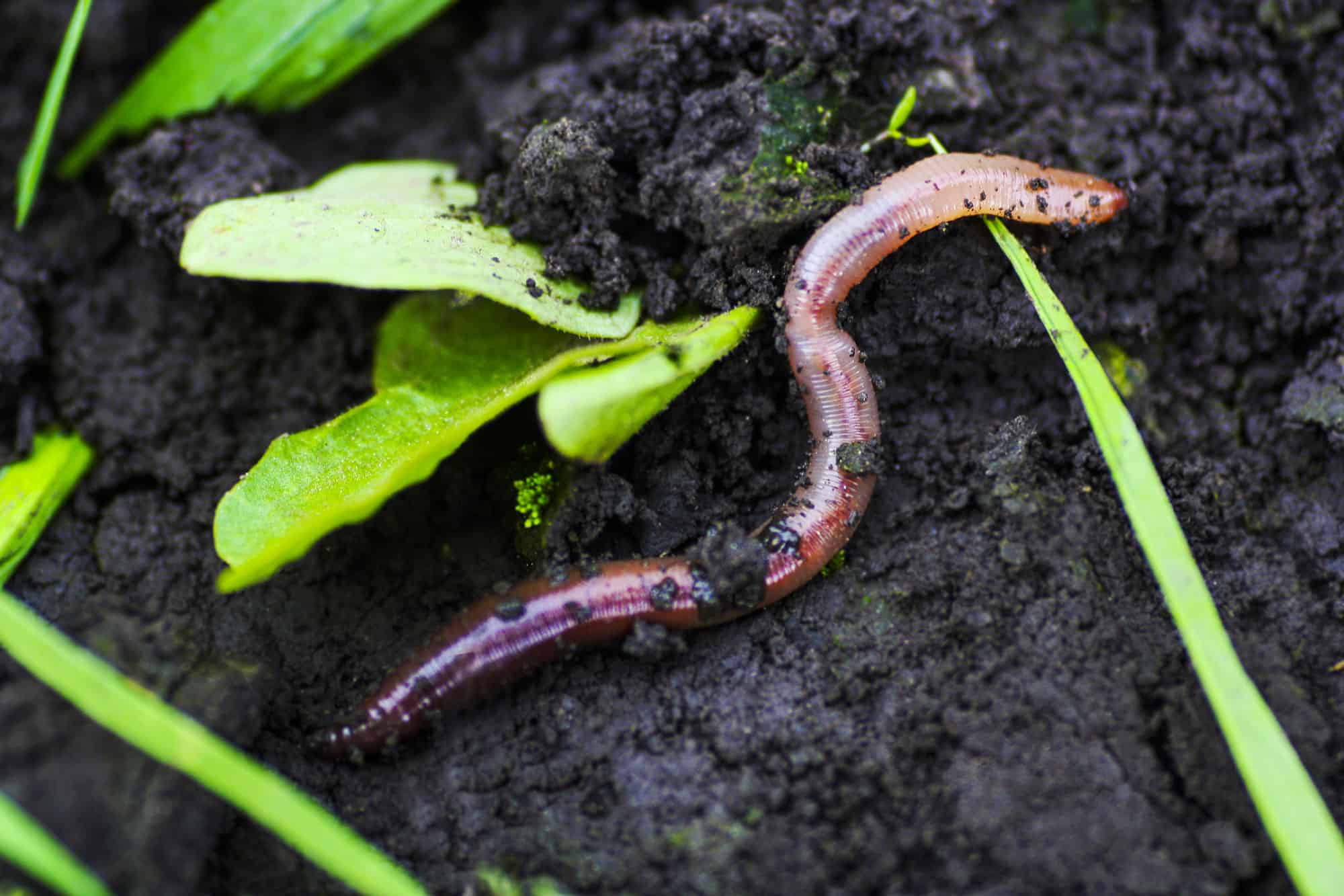 Worm Animal Facts - A-Z Animals
