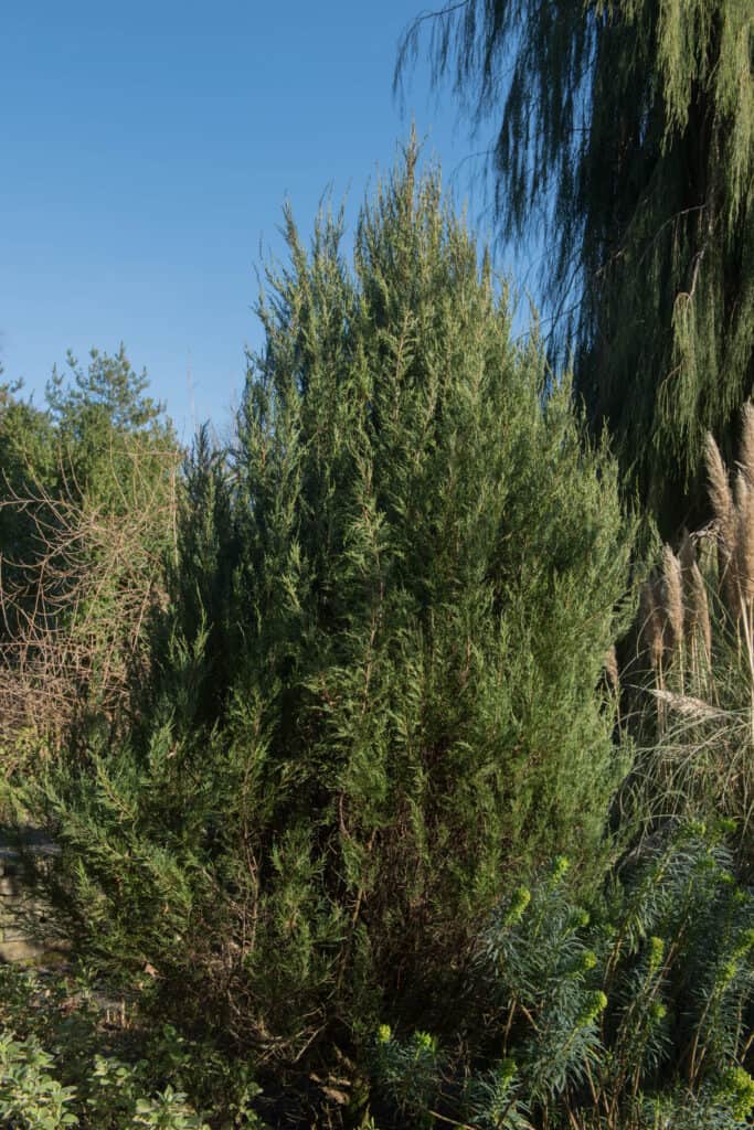 Rocky Mountain juniper is a common tree found in New Mexico