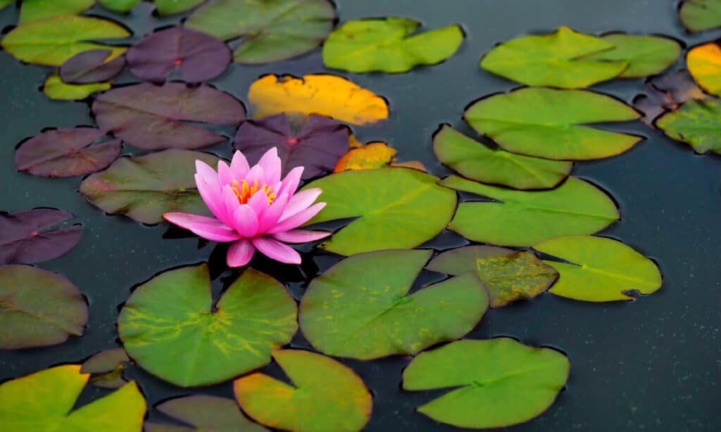 Water Lily, Tranquility, Lotus Water Lily, Amphibian, Ornamental Garden