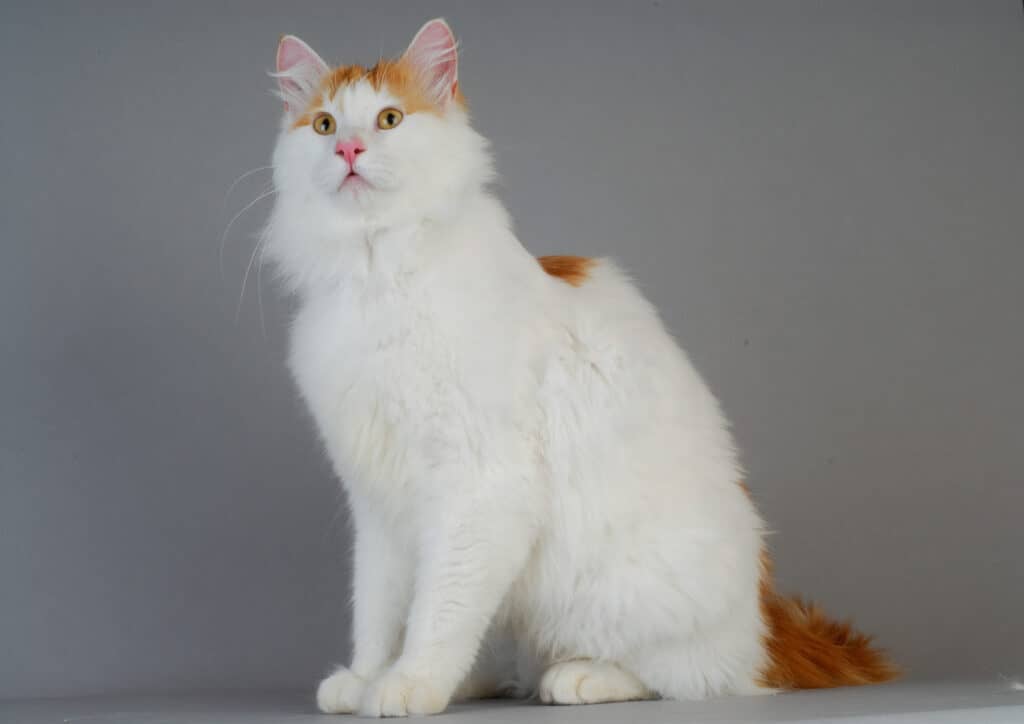 Turkish van cat