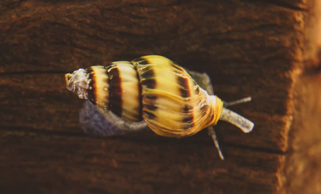 Assassin snails are carnivores