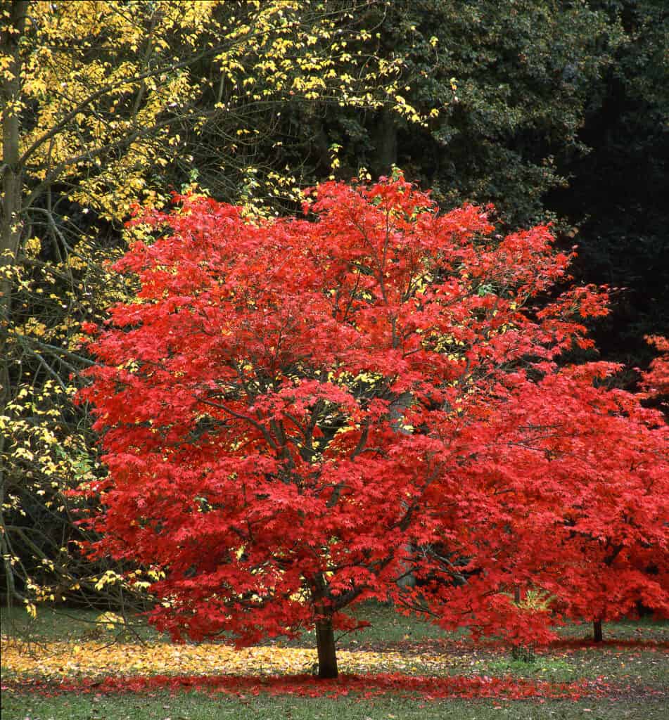 Red leaves of Japanese maple Acer palmatum