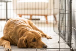 How to Crate Train Your Puppy at Night: 10+ Tips to Quickly Get Them Settled Picture