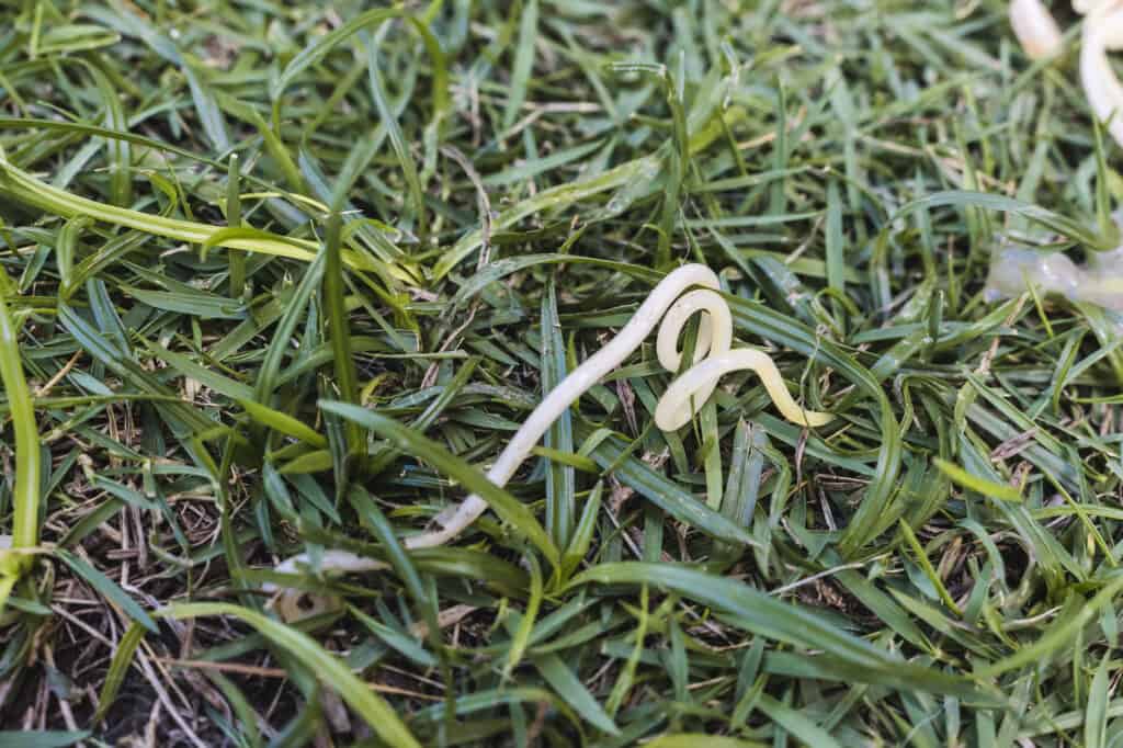 A single dog roundworm, or Toxocara canis, ejected on the grass from a puppy's vomit.