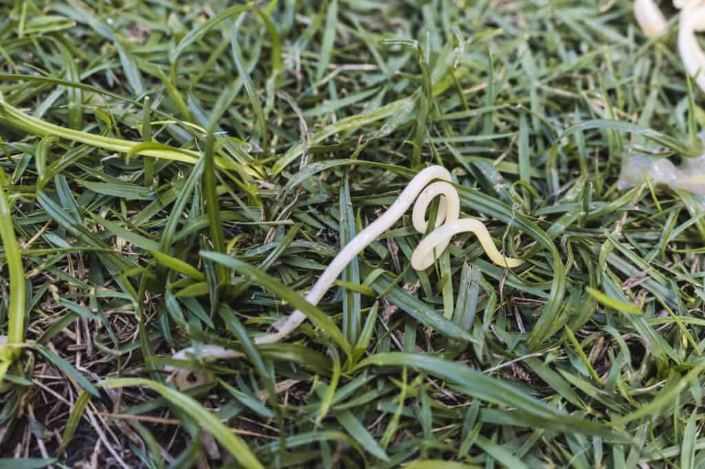 Roundworm with a simple digestive system with an anterior mouth opening for feeding and a posterior anus. 