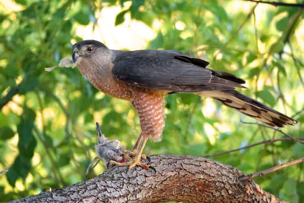 Cooper's Hawk devouring songbird prey