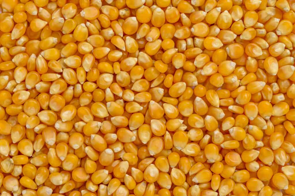 Full frame of corn cereal