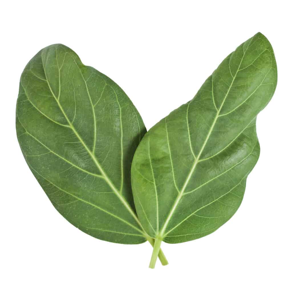 Banyan leaves (Ficus benghalensis)