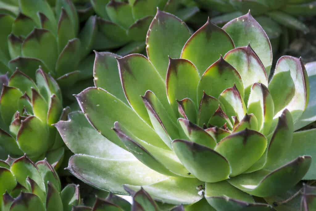 hen and chicks succulents