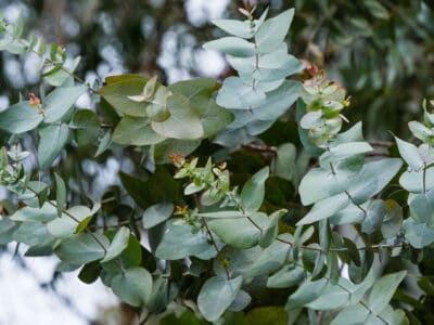 A 8 Pesky Invaders Repelled by Eucalyptus’s Scent