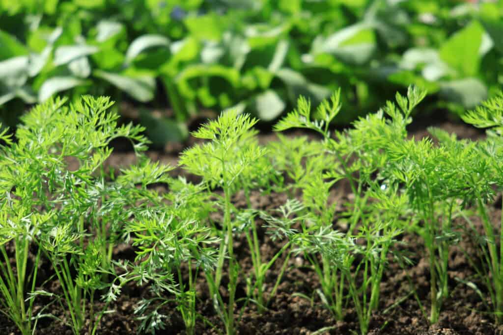 vegetables to plant in august