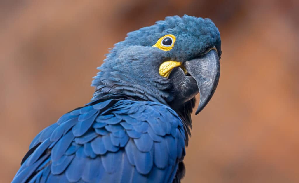 Lear's macaw